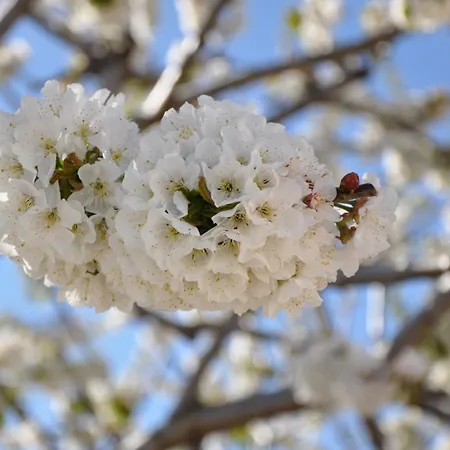公寓 Mar De Nubes I Entre El Valle Del Jerte Y La Vera *