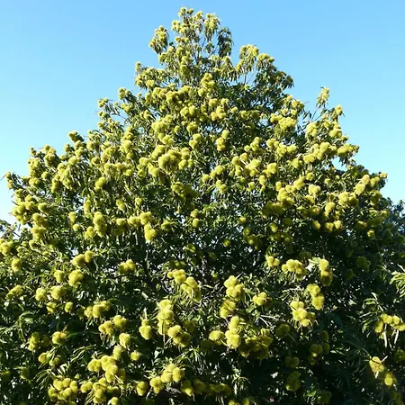 Mar De Nubes I Entre El Valle Del Jerte Y La Vera *