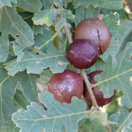 Mar De Nubes I Entre El Valle Del Jerte Y La Vera Piornal