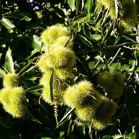 公寓 Mar De Nubes I Entre El Valle Del Jerte Y La Vera