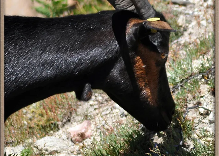 Mar De Nubes I Entre El Valle Del Jerte Y La Vera *