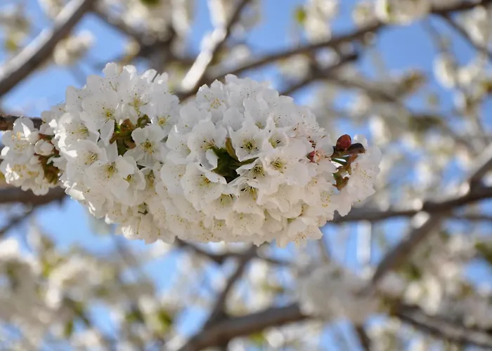 Appartamento Mar De Nubes I Entre El Valle Del Jerte Y La Vera *