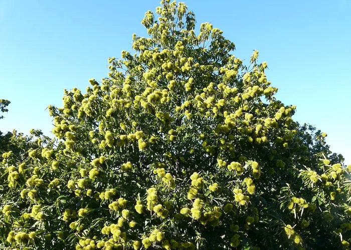 Mar De Nubes I Entre El Valle Del Jerte Y La Vera *