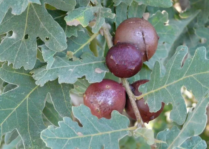Mar De Nubes I Entre El Valle Del Jerte Y La Vera Piornal