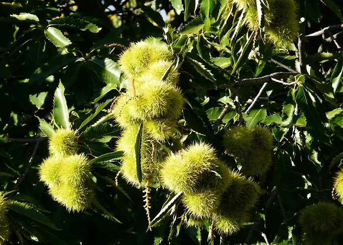 Appartamento Mar De Nubes I Entre El Valle Del Jerte Y La Vera