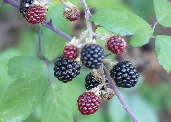 Mar De Nubes I Entre El Valle Del Jerte Y La Vera Appartamento Piornal